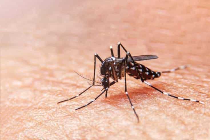 Move Over Mosquitoes, World's First Dengue Fever Vaccine is Here! 9 Dengue mosquito