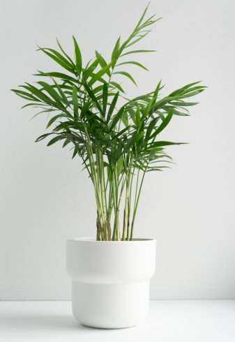 7 Household Plants to Detox and Beautify Your House 11 Bamboo plant