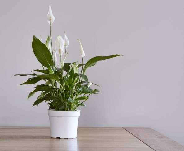 7 Household Plants to Detox and Beautify Your House 9 Peace lily