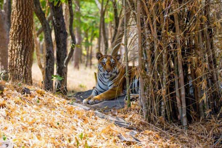 Bengaluru MLA Adopts Elephant and Tigress 10 Tigress