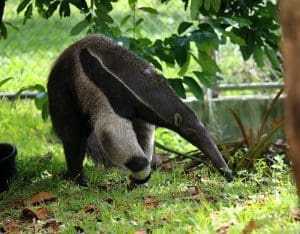 10 Cute But Deadly Animals 16 Anteater