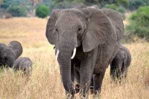 10 Cute But Deadly Animals 14 Elephant