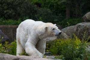10 Cute But Deadly Animals 15 Polar Bear