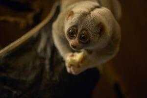 10 Cute But Deadly Animals 10 Slow Loris