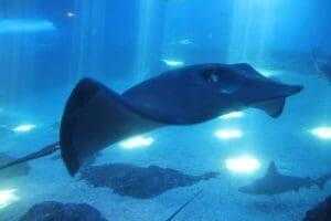 10 Cute But Deadly Animals 18 Stingray