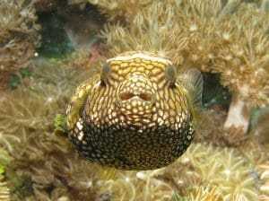 10 Cute But Deadly Animals 13 Pufferfish