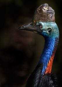 10 Cute But Deadly Animals 19 Cassowary