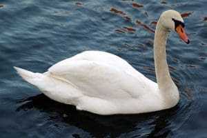 10 Cute But Deadly Animals 17 Swan