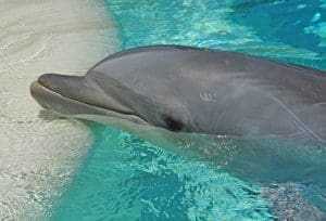 10 Cute But Deadly Animals 11 Bottlenose Dolphin