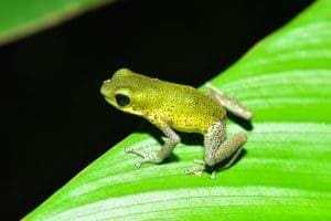 10 Cute But Deadly Animals 12 Poison Dart Frog