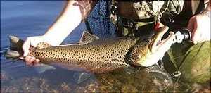 The 10 Best Trout Fishing in Missouri 9 Experience Spring Trout Fishing in Lake Taneycomo - ThousandHills.com