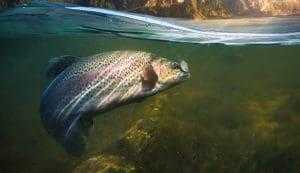 The 10 Best Trout Fishing in Missouri 8 Trout Fishing Opening Day at Bennett Spring State Park!