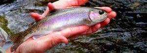 The 10 Best Trout Fishing in Missouri 13 Red River Trout Fishing - Best Charter Price Guaranteed