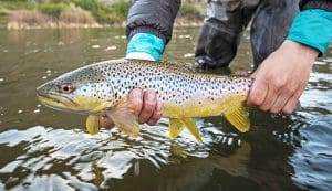 The 10 Best Trout Fishing in Missouri 12 12 Top-Rated Trout Fishing Lakes & Rivers in Missouri | PlanetWare