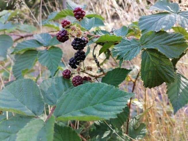 Whidbey Island : 6 Fun Things To Do 9 loganberries whidbey island