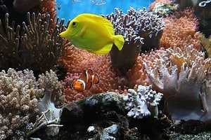 Curious World: 7 Natural Wonders of The World 15 Curious World: 7 Natural Wonders of The World 9