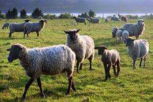 Martha's Vineyard: 7 Reasons to Visit This Beautiful Haven 14 martha's vineyard