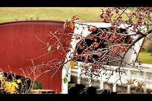 7 Best Places to Enjoy the Covered Bridge Festival 14 Covered bridge festival