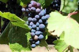 9 Best Anderson Valley Wineries to Visit and More! 9 anderson valley wineries