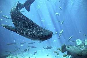 Here is the Best Time to Visit Maldives! 12 best time to visit maldives