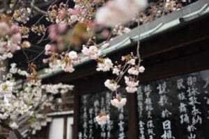 Japanese School System: Best Guide 11 Japanese School System