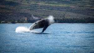 Top Things To Do In Orcas Island 11 whale watching