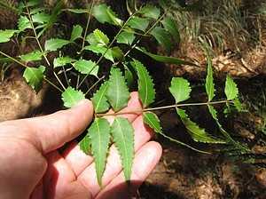 15 Best DIY Teeth Whitening Methods 15 Neem