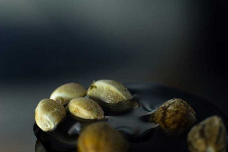 Why Should You Grow auto flowering Cannabis Seeds 1 Cannabis seeds
