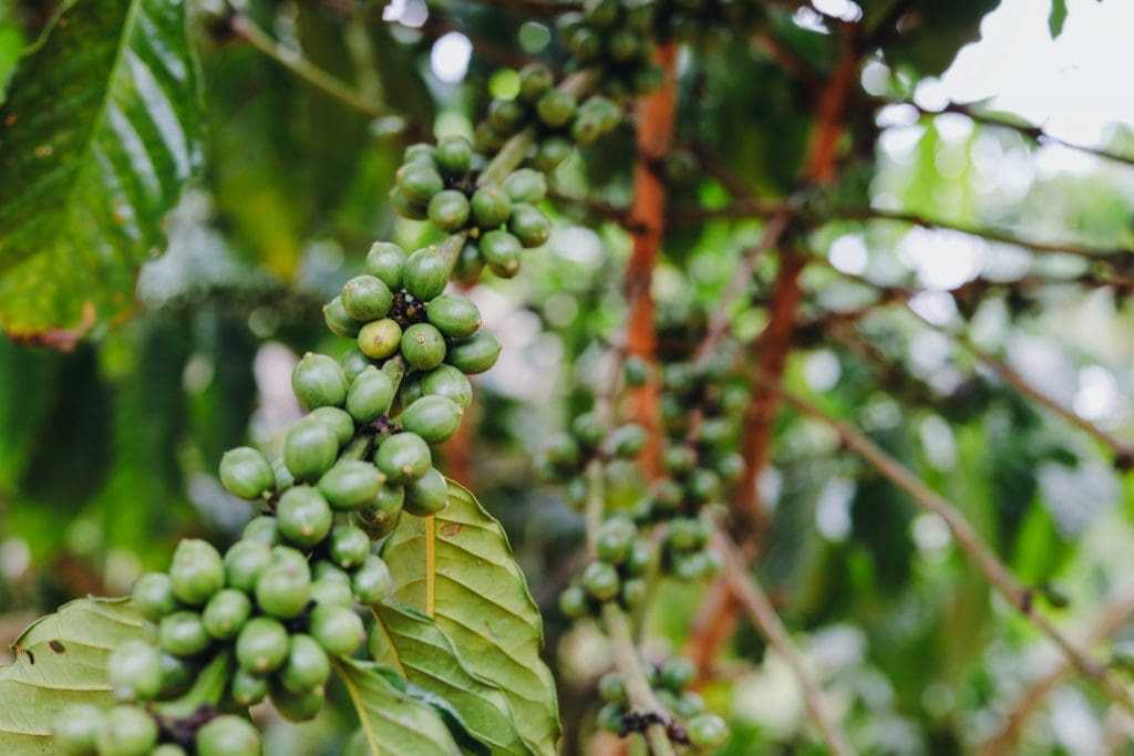 4 Best Coffee Plantation Tour Rwanda 11 Coffee plantation tour Rwanda