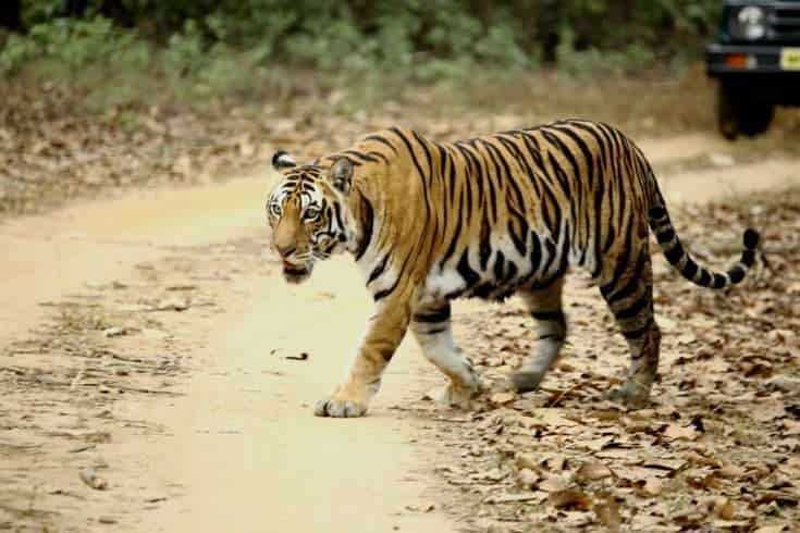 14 Most Beautiful Places In India To Visit Before You Die 22 Kanha National Park