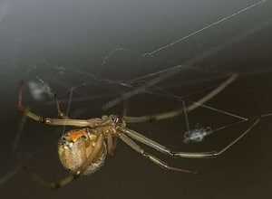 5 Poisonous Spiders In Florida 10 poisonous spiders in florida