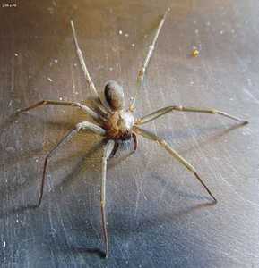 5 Poisonous Spiders In Florida 11 brown recluse spider