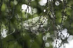 5 Poisonous Spiders In Florida 12 spider webs