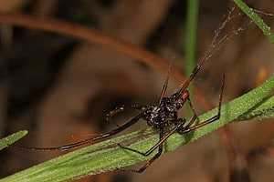 5 Poisonous Spiders In Florida 9 widow spider