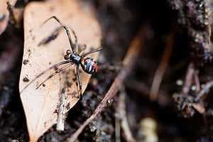 5 Poisonous Spiders In Florida 8 poisonous spiders of florida