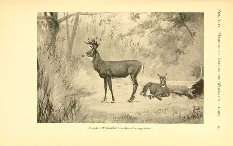 Illinois Deer Hunting: An in-Depth Guide 10 Whitetail hunt