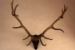 Illinois Deer Hunting: An in-Depth Guide 11 Antlered Deer