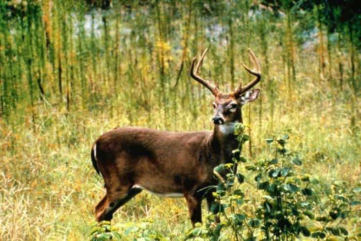 Illinois Deer Hunting: An in-Depth Guide 9 Deer hunt
