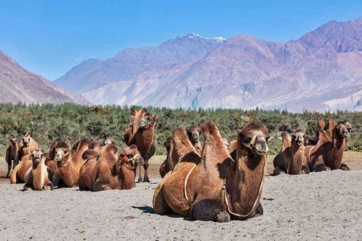 Best Time to Visit Leh Ladakh- 101 Guide to Ladakh 9 Best Time to Visit Leh Ladakh- 101 Guide to Ladakh 6