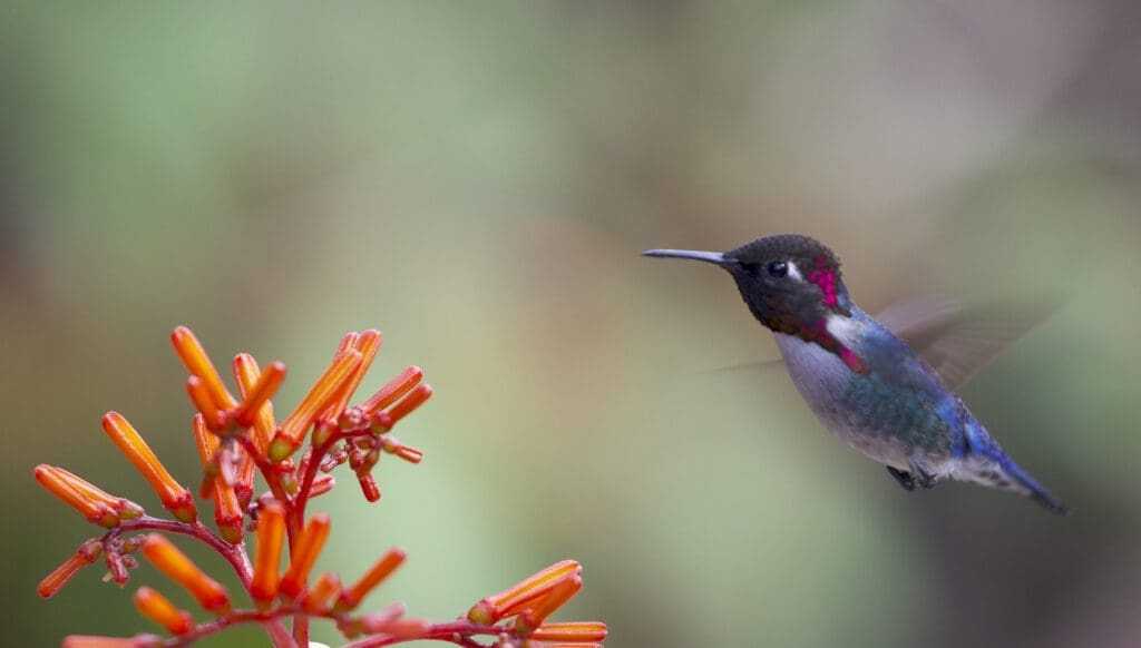 12 Interesting Facts About the Smallest Animals in the World 9 bee hummingbird