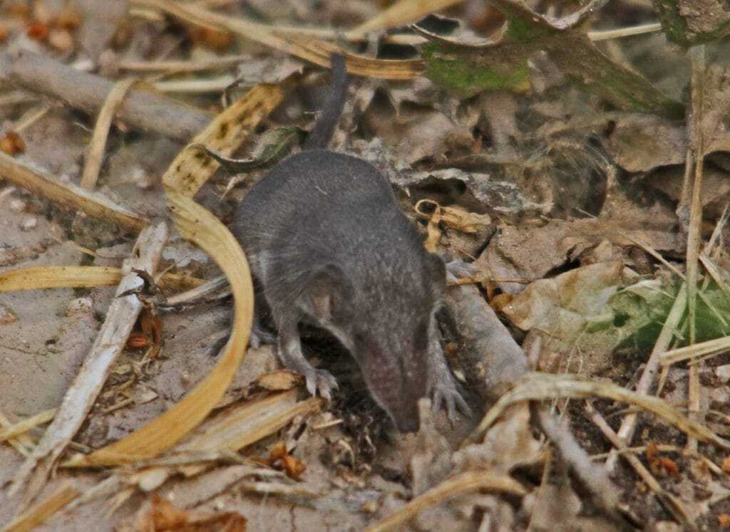 12 Interesting Facts About the Smallest Animals in the World 12 Etruscan pygmy shrew