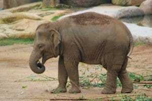 Fun Facts For Kids : Entertain and Educate Them 10 Fun Facts For Kids : Entertain and Educate Them 6
