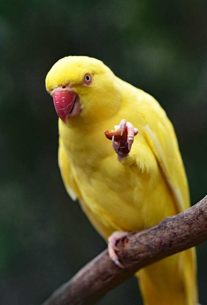 12 Amazing Things To do In Puri 14 Migratory Birds