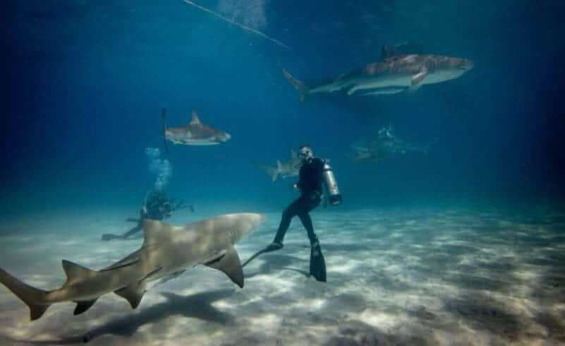 Adventure of a Lifetime: 38 Impressive Adventurous Things to do 11 Shark Diving Adventure