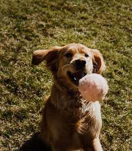 10 Interesting Golden Retriever Facts 12 10 Interesting Golden Retriever Facts 7