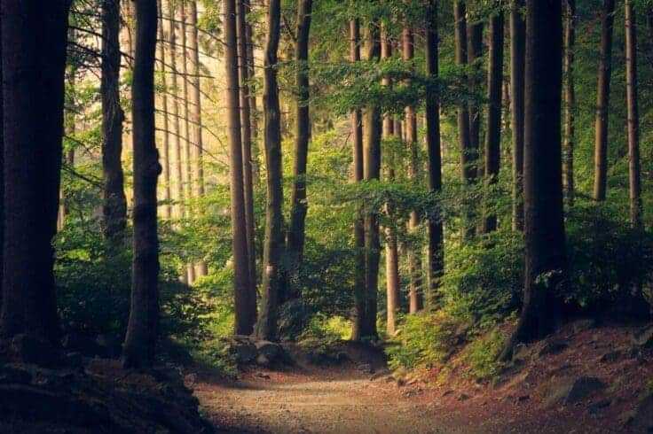 Adventure of a Lifetime: 38 Impressive Adventurous Things to do 42 Thick Forest Adventure