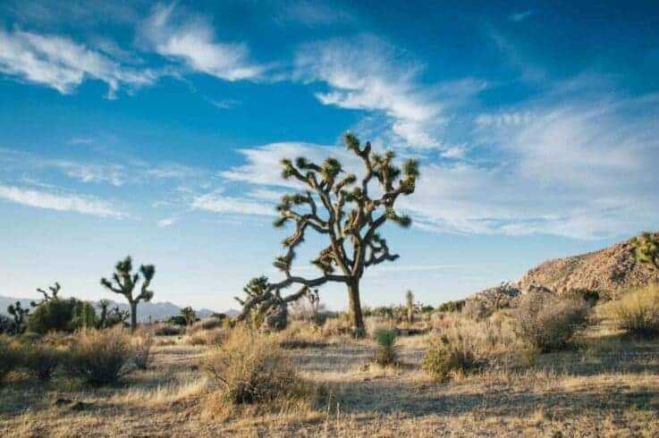 12 Best Vacation Spots in the US 13 JOSHUA TREE