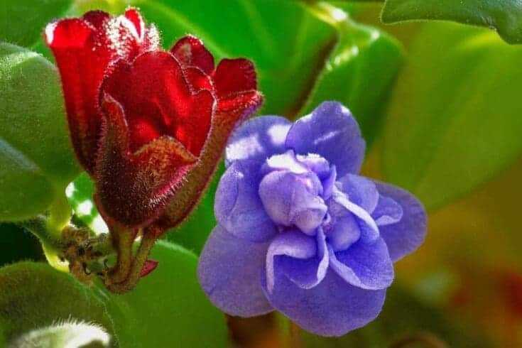Indoor Flowering Plants: 12 Best Blooming Houseplants To Enhance Your Home Decor 15 lipstick plant