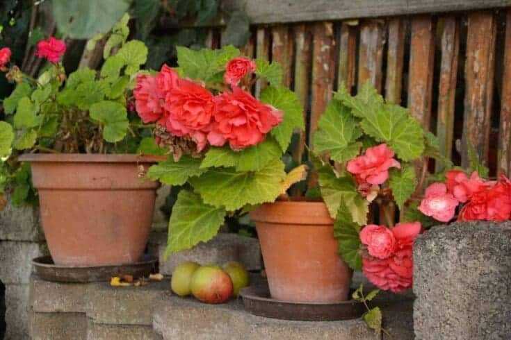 Indoor Flowering Plants: 12 Best Blooming Houseplants To Enhance Your Home Decor 17 begonias