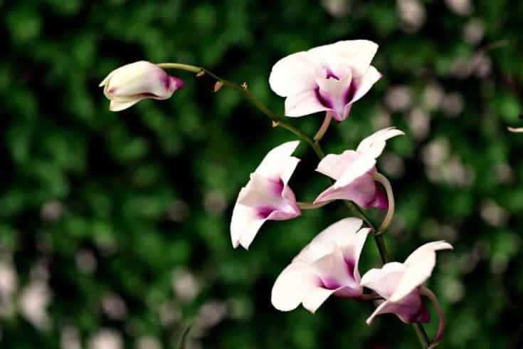 Indoor Flowering Plants: 12 Best Blooming Houseplants To Enhance Your Home Decor 12 Dendrobium